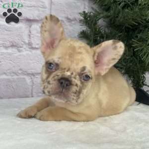 April, French Bulldog Puppy
