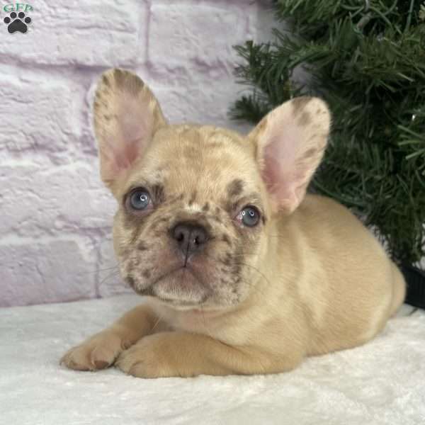 April, French Bulldog Puppy