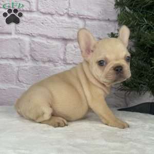 Skyler, French Bulldog Puppy