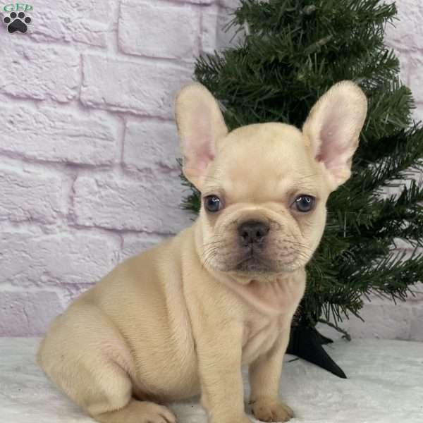 Skyler, French Bulldog Puppy
