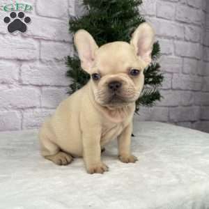 Skyler, French Bulldog Puppy
