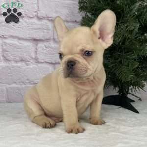 Skyler, French Bulldog Puppy