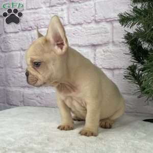 Skyler, French Bulldog Puppy