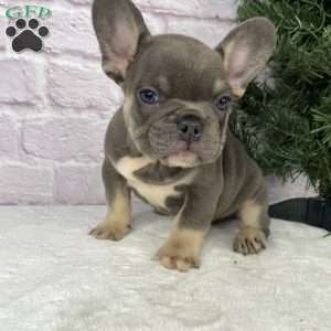 Rio, French Bulldog Puppy