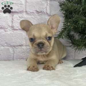 Sady, French Bulldog Puppy