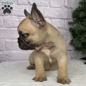 Kyle, French Bulldog Puppy