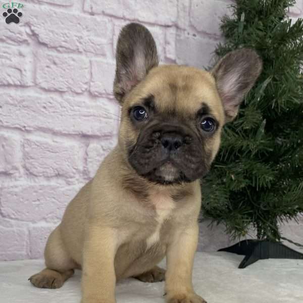 Kyle, French Bulldog Puppy