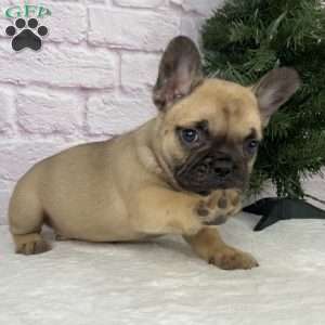 Kyle, French Bulldog Puppy