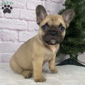 Kyle, French Bulldog Puppy