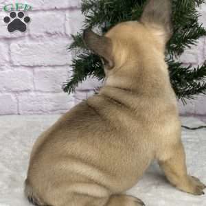 Kyle, French Bulldog Puppy