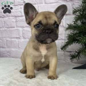 Kyle, French Bulldog Puppy