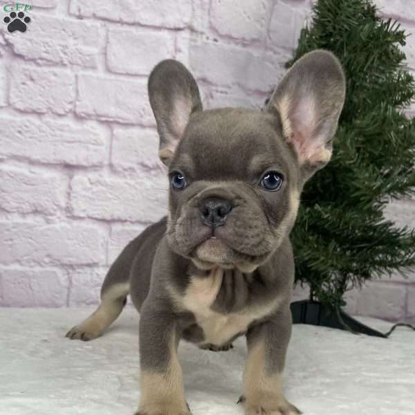 Rio, French Bulldog Puppy