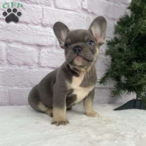 Rio, French Bulldog Puppy