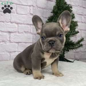 Rio, French Bulldog Puppy