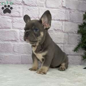 Rio, French Bulldog Puppy