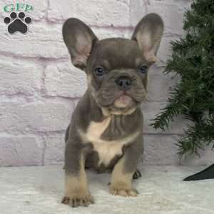 Rio, French Bulldog Puppy