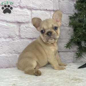 Sady, French Bulldog Puppy