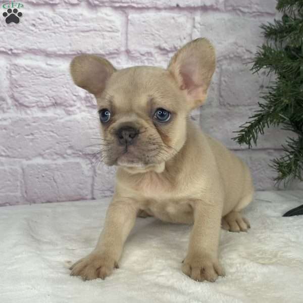 Sady, French Bulldog Puppy