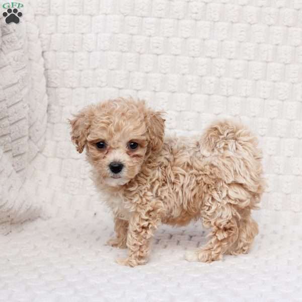 Chase, Bich-Poo Puppy