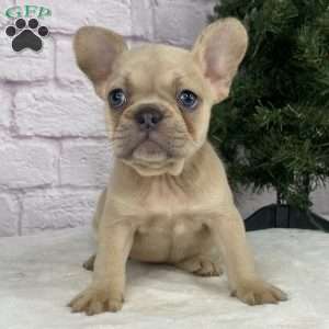 Sady, French Bulldog Puppy