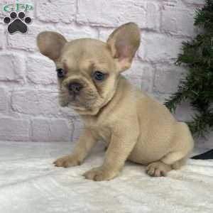 Sady, French Bulldog Puppy
