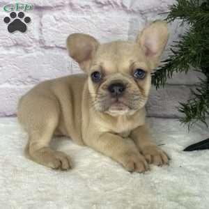 Sady, French Bulldog Puppy