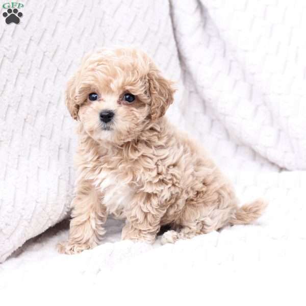 Scout, Bich-Poo Puppy