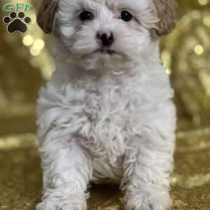 Chloe, Shih-Poo Puppy