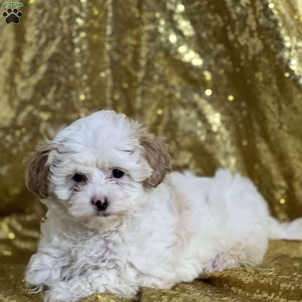 Chloe, Shih-Poo Puppy