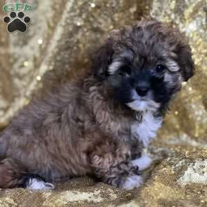 Caroline, Shih-Poo Puppy