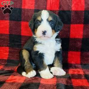 Princess, Bernedoodle Puppy