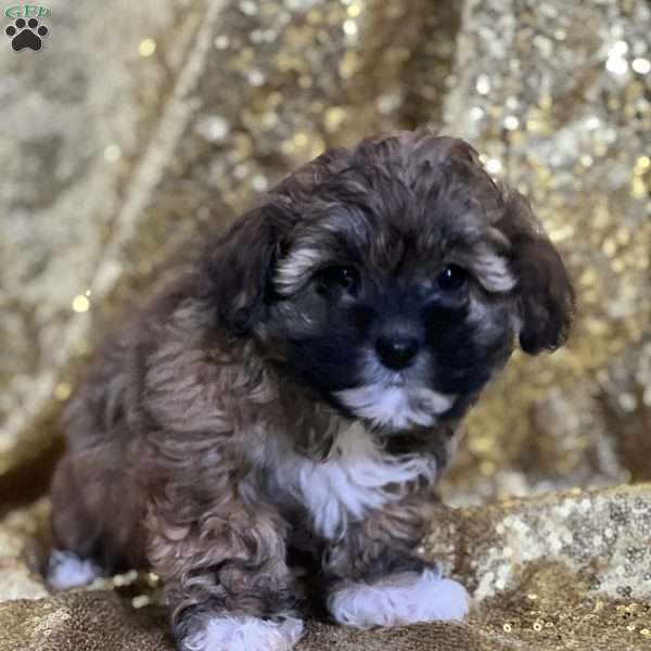 Caroline, Shih-Poo Puppy