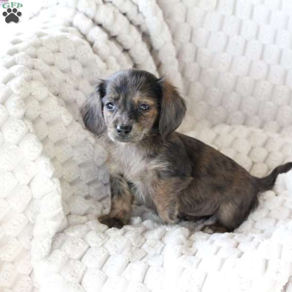 Chloe, Dachshund Puppy