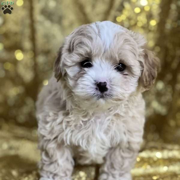 Casper, Shih-Poo Puppy