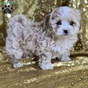 Casper, Shih-Poo Puppy
