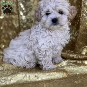 Carson, Shih-Poo Puppy