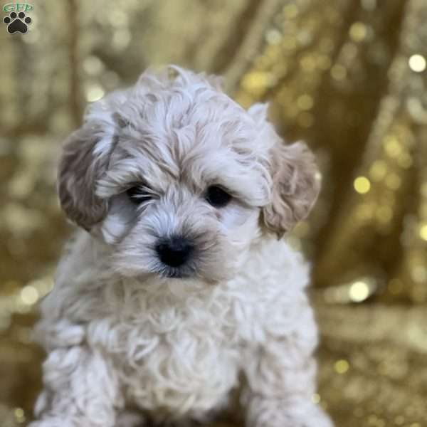 Carson, Shih-Poo Puppy