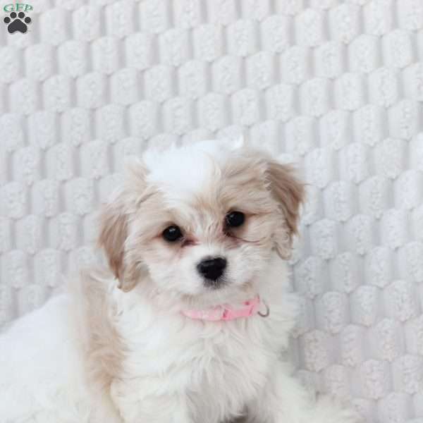 Emma, Cavachon Puppy