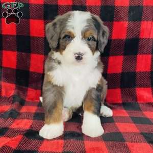 Porter, Bernedoodle Puppy