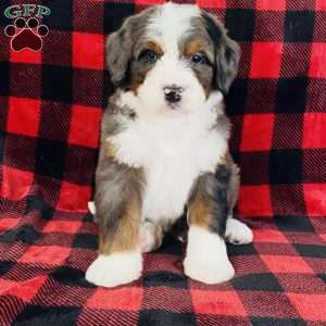 Porter, Bernedoodle Puppy