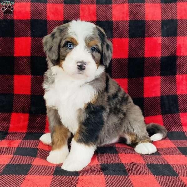 Porter, Bernedoodle Puppy
