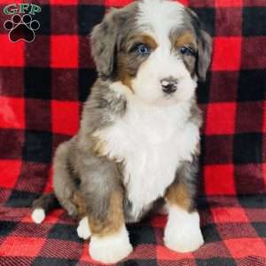 Porter, Bernedoodle Puppy