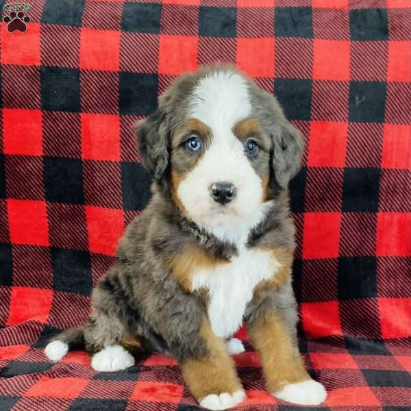 Parker, Bernedoodle Puppy