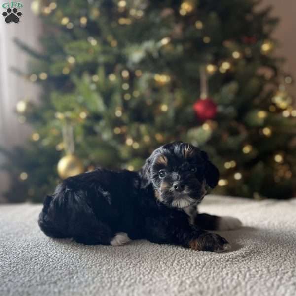 Dash, Mini Bernedoodle Puppy