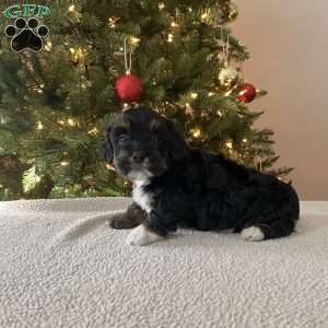 Dash, Mini Bernedoodle Puppy