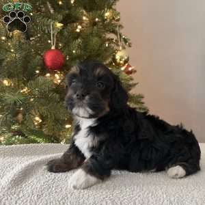 Dash, Mini Bernedoodle Puppy