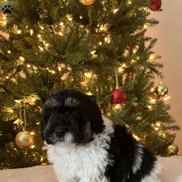 Donald, Mini Bernedoodle Puppy