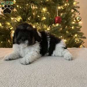 Donald, Mini Bernedoodle Puppy