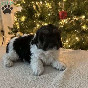 Donald, Mini Bernedoodle Puppy