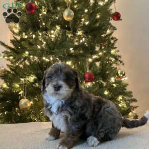 Daisy, Mini Bernedoodle Puppy